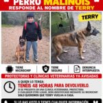 ROBADO P.B.MALINOIS “TERRY”